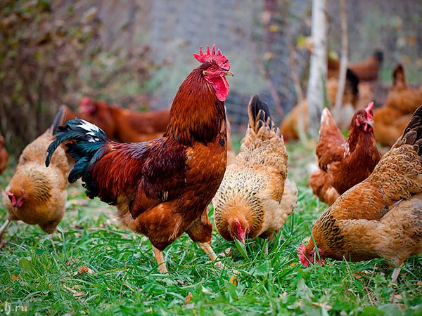 Породы куриц | ЗооТом - продажа, вязка и услуги для животных в Пикалево