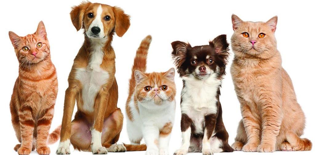 Доска объявлений о животных | ЗооТом - продажа, вязка и услуги для животных в Пикалево