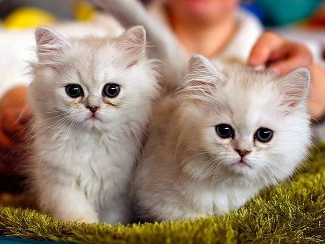 Породы кошек в Пикалево | ЗооТом портал о животных