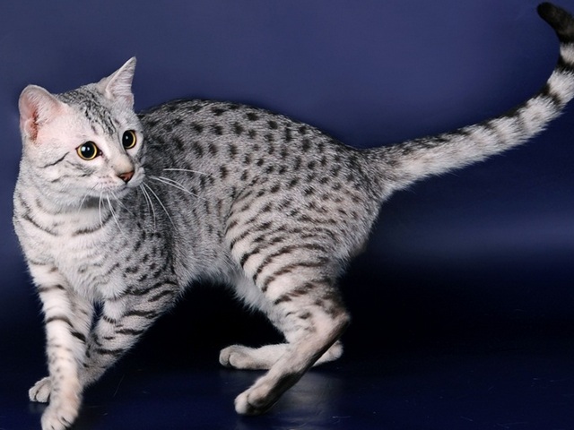 Породы кошек в Пикалево | ЗооТом портал о животных