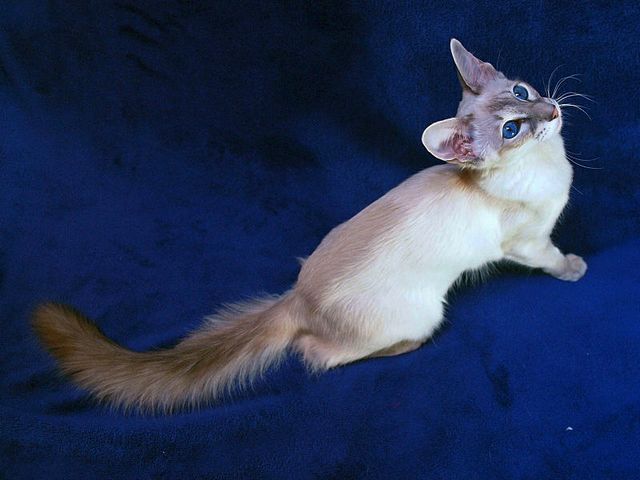 Выведенные породы кошек в Пикалево | ЗооТом портал о животных