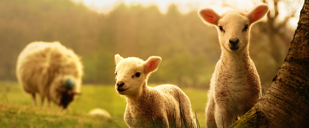 Объявления о сельскохозяйственных животных | ЗооТом - продажа, вязка и услуги для животных в Пикалево