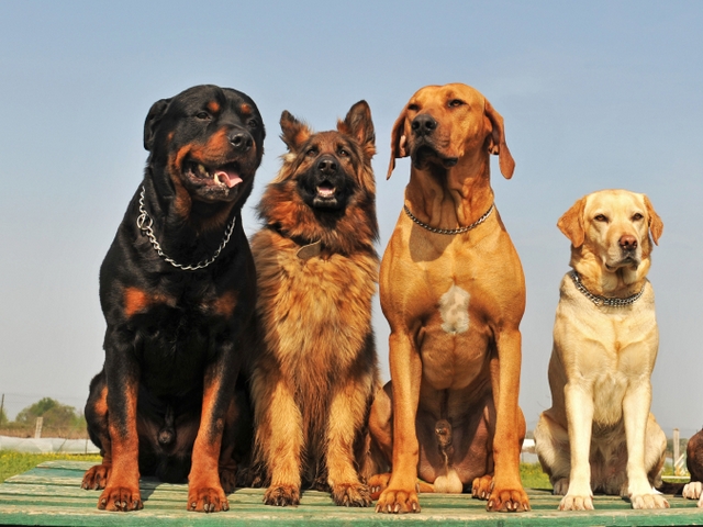 Крупные породы собак в Пикалево | ЗооТом портал о животных
