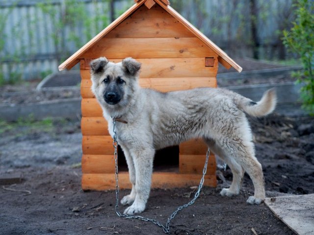 Все о собаках в Пикалево